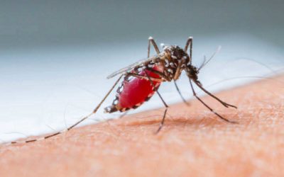 Dengue: para la OPS, es alto el riesgo epidémico en la región.